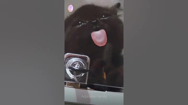 Video 4494121: tabby cat black, kitten meow cutecats funnycats, kitten meow cutecat funny, cutecat meow funnycats animals, kittens cute funny adorable, cute kitten family