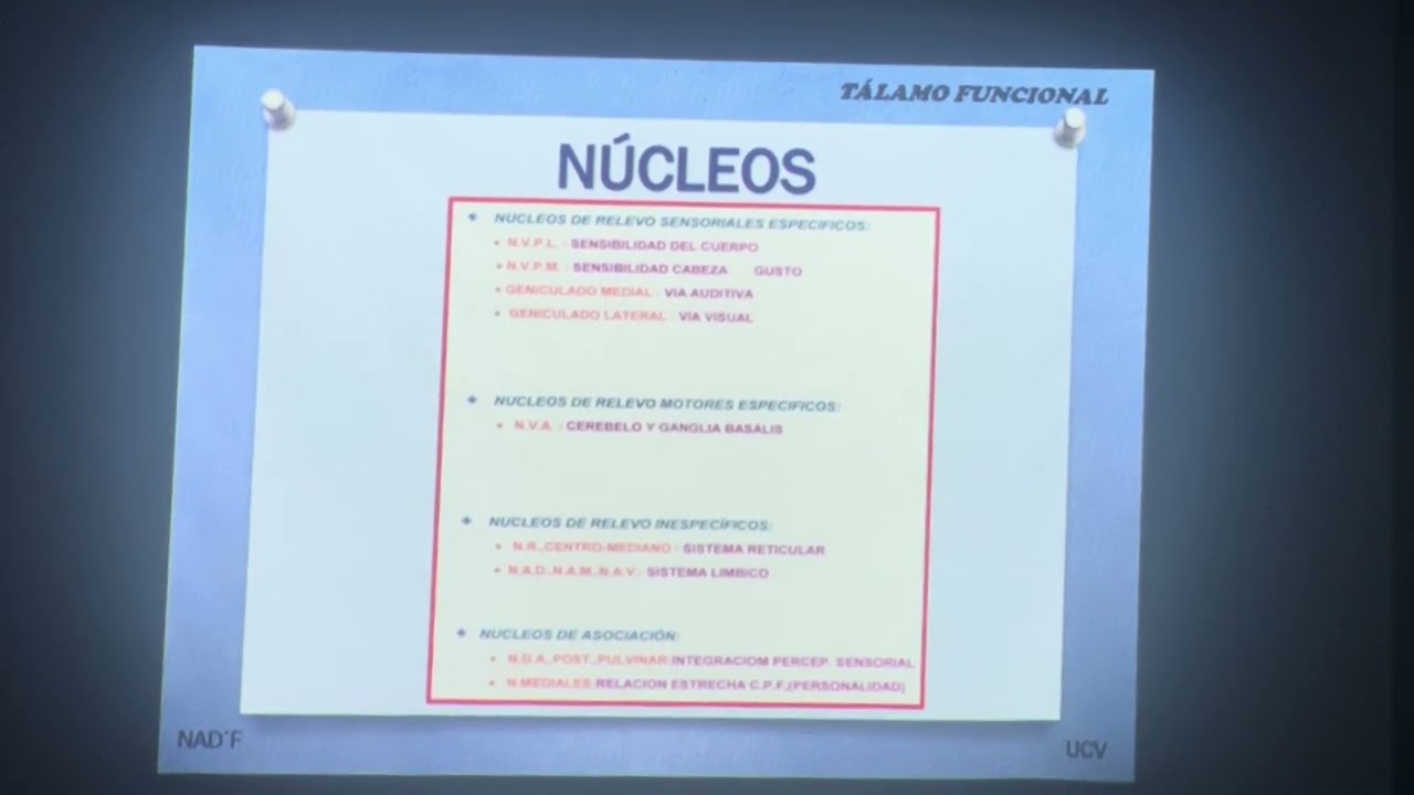 Tálamo funcional (Segunda Unidad)-Dr Arvelo
