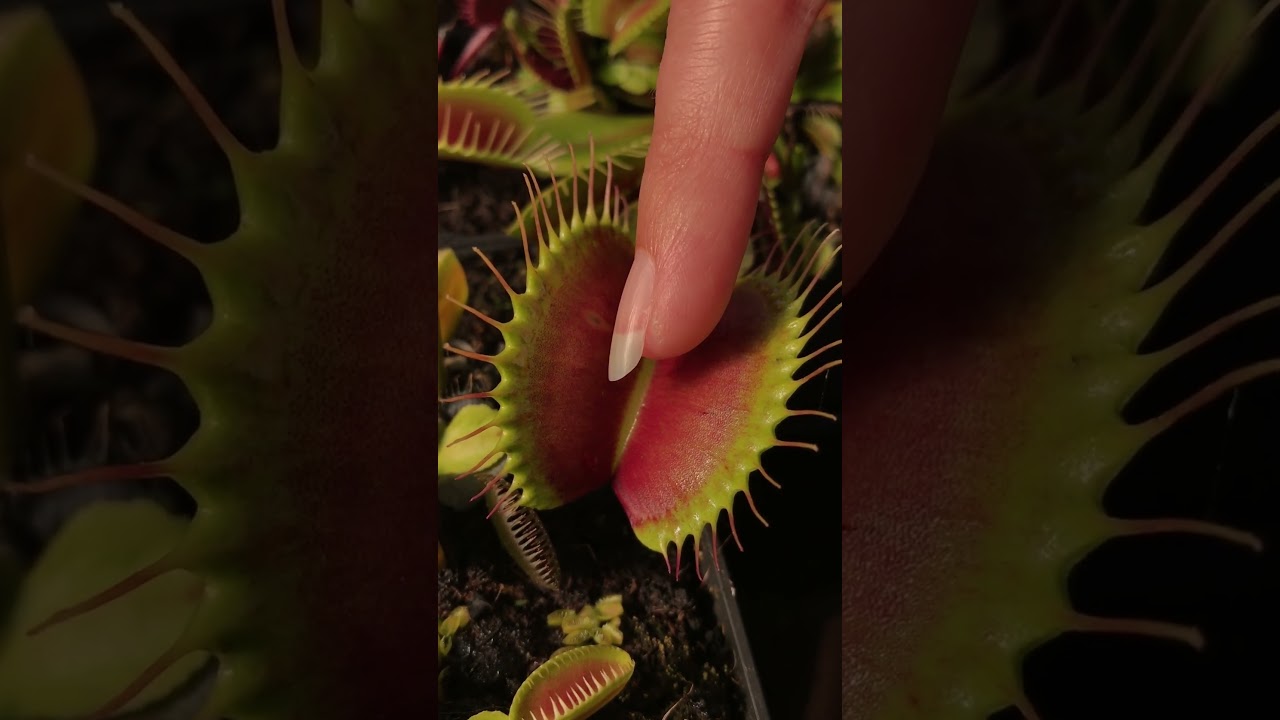 BIG CARNIVOROUS PLANT