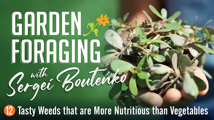 Garden Foraging: 12 Tasty Weeds that are More Nutritious than Vegetables - DayDayNews