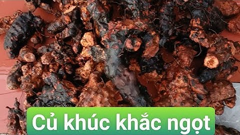 Khúc khắc ngọt (thổ phục linh)   - mạnh gân cốt, khỏe sinh lý, chữa đau lưng. Sđt Zalo 0388984410