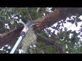 Pruning Live Oak  tree 27FT Pole Saw