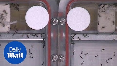 Nasa tests the effects of zero-gravity on ants in space - Daily Mail