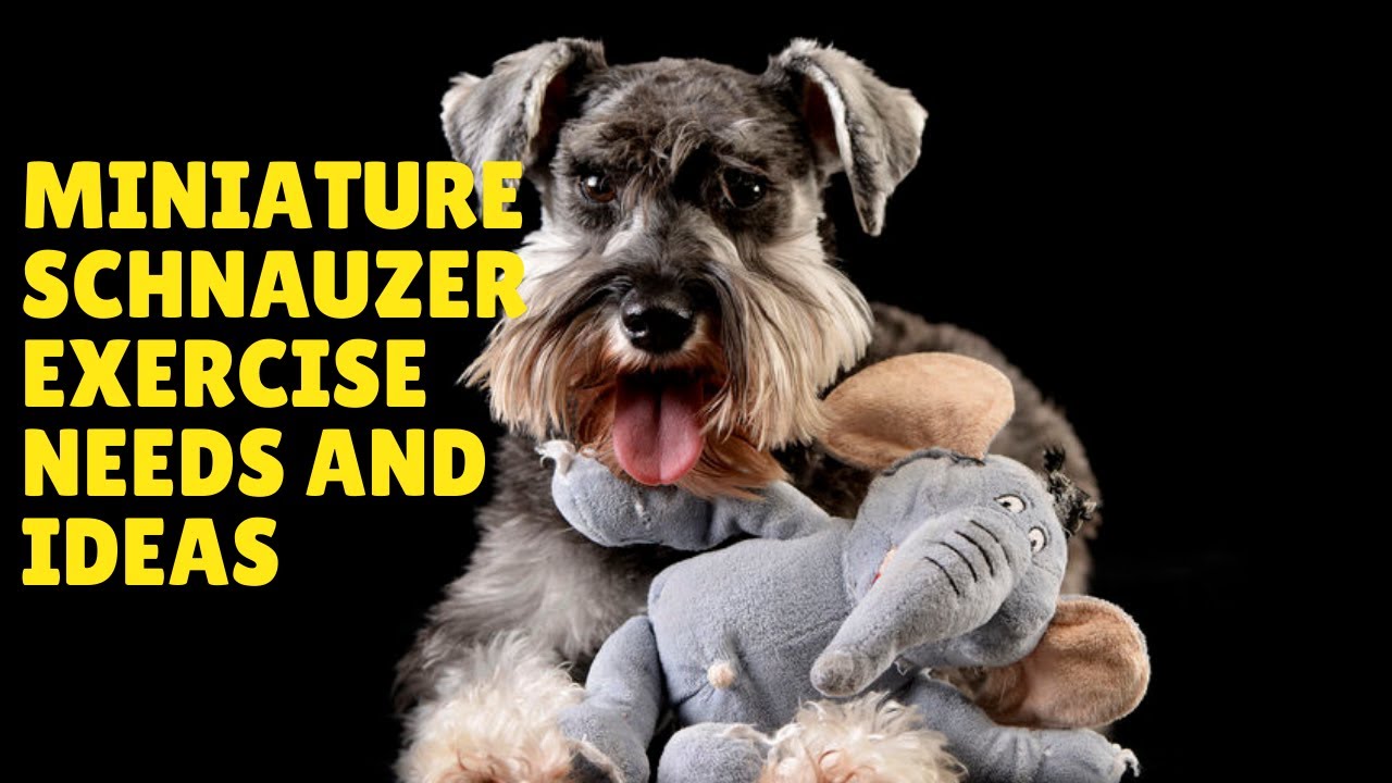 How Much Exercise Does A Schnauzer Need
