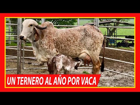 Vídeo: En Bashkiria, Una Vaca Llevaba Un Ternero Enorme - Vista Alternativa