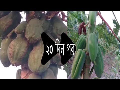 ফল সুন্দর করার পদ্ধতি /পেপের আকার বিকৃতি রোগ