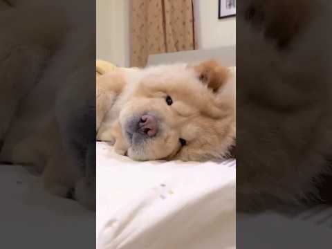 チャウチャウさん見て癒されたら寝ろｗｗｗ #犬 #チャウチャウ #ペット #可愛い #癒し #動物 #犬のいる暮らし