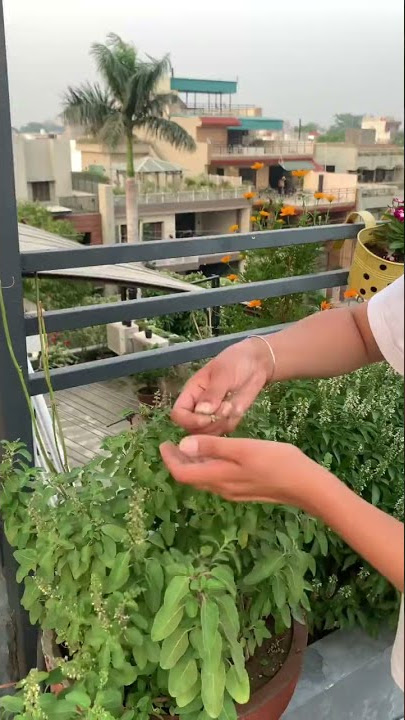 DO THIS to make your Tulsi/Basil plant bushier