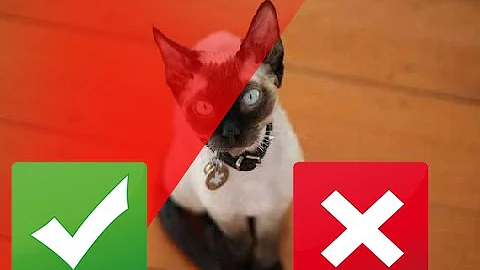 Video 8784321: cornish rex, devon rex, cat hypoallergenic, cat pet lovers, best cat