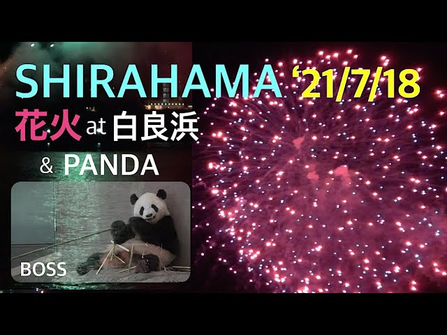 Boss彩浜 と白良浜花火を鑑賞しませんか 7 18 Shirahama花火ラリー ワイプパンダ 長い若竹完食 南紀白浜 アドベンチャーワールド ジャイアントパンダ Youtube