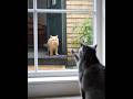 Mr. Crabby #cat #pets #funnycats #funny
