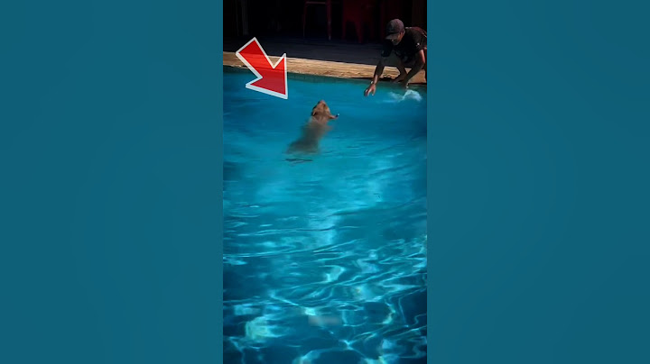 El dueño de este perro no sabía lo que estaba pasando #animales #dog #mascotas