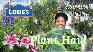 Perennial flower plant haul Lowes hydrangea Welcome Home with Adrianne Michelle