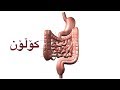 گرژبوون یان سەرلێشێواوی کۆڵۆن د ئاڤان جاف Irritable Bowel Syndrome گرژبوون یان سەرلێشێواوی کۆڵۆن د ئاڤان جاف Irritable Bowel Syndrome