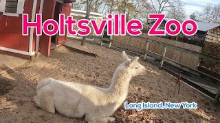 KIDS GET EXCITED FOR ANIMALS LAMA 4K U ERETZ TRAVEL HOLTSVILLE ZOO