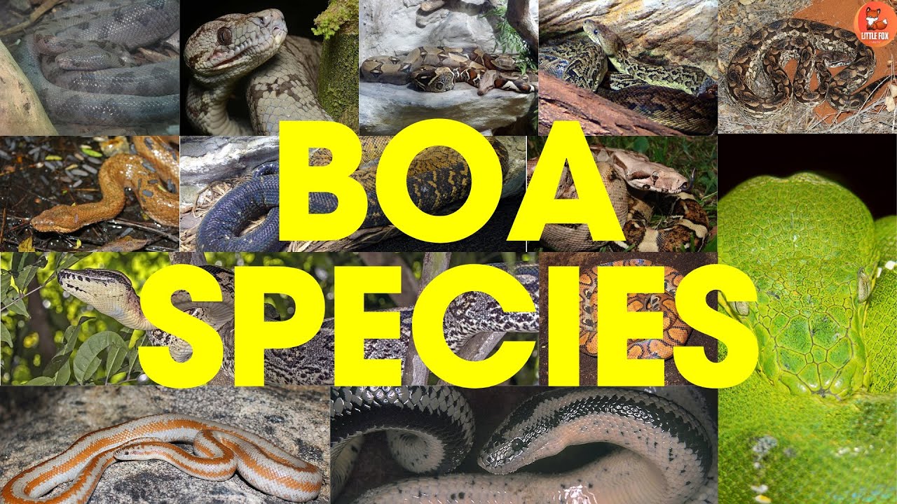 🐍🌟Brilliant Types of Boas Species name in English for Kids 