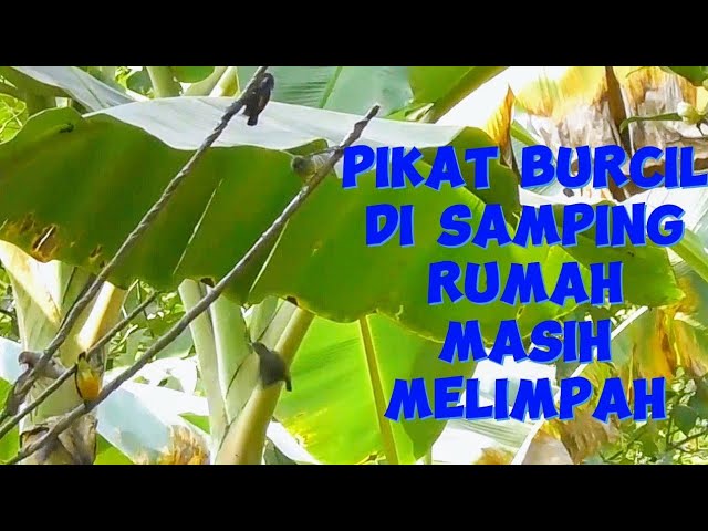 berburu Pikat Burcil Prejak Kepala Merah burung cit di samping rumah masih melimpah menggunakam mp3 class=