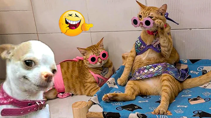 Video 6618911: funny cat compilation, funniest cats dogs, wonder pets, mix