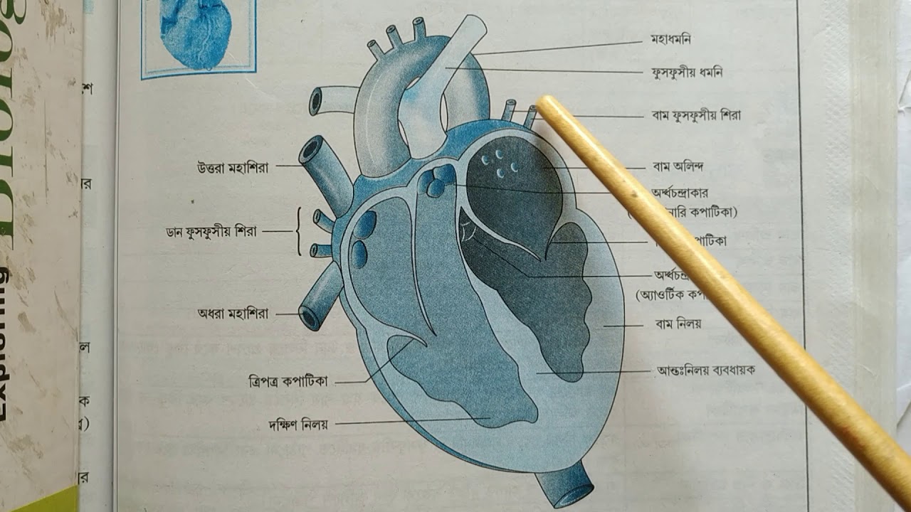 Structure of heart.... - YouTube