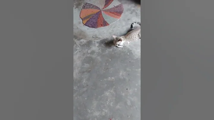 Watch the video about Cat fighting with each other under their mother,#shorts #trending #funny #cat #cats #ashortaday #fun