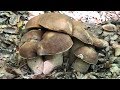 Boletus reticulatus & aereus (2018-09)