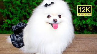 Special Kind of Dog | Pomeranian Dog Beautiful Moment | 4k HD ANIMALS