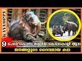 9 പേരെ കൊന്നുതള്ളിയ പീലാണ്ടി ചന്ദ്രു | story of peelandi chandru elephant in kerala | kayyoppu