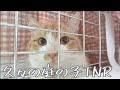 【さくら猫🌸】我が家の庭先の子TNR😊