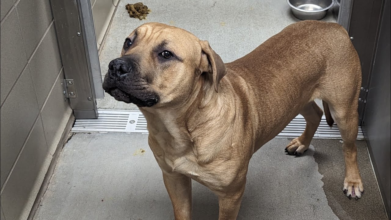 SCRAPS ANIMAL SHELTER Complete List Of Dogs As Of 1 13 24 On Video SCRAPS ANIMAL SHELTER Complete List Of Dogs As Of 1 13 24 On Video