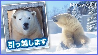 【お知らせ】ホクトの引っ越しと冬の恒例リラの氷割り〜円山動物園ホッキョクグマ3頭の暮らし2024年2月5日〜Polar Bears at Maruyama zoo in snow