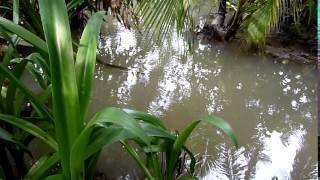 Basilisco caminando por el agua