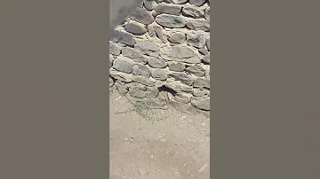 Кавказская гадюка