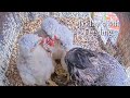 #123🦅🐥24°🐥24°🐥20°🥚Amersfoort🇳🇱Falcon Nest 2026/Joris💗1PF/Onze Lieve Vrouwevoren/by OLV Toren