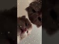Новый способ заработка