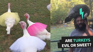 Would You Want A Turkey For A Pet? | Animal Antics Compilation by Animal Antics 391 views 2 years ago 3 minutes, 15 seconds