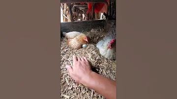 المعانات في اخذ البيض من تحت الدجاجة 