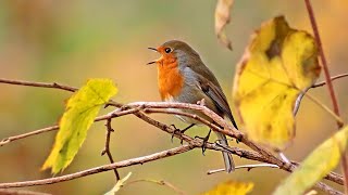 Звуки осени. Пение птиц осенью. Sounds of autumn. Birds singing in autumn.