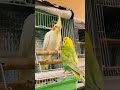 First met Tomo & Prinprin #birds #viralvideo #bird