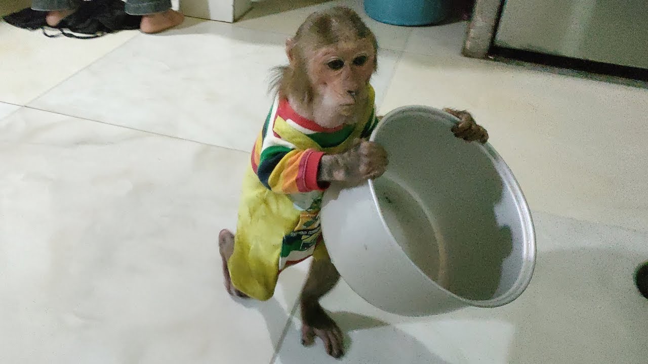 Clever Kuku Monkey helps Mom prepare lunch