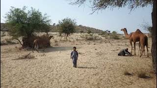 Grazing camel in desert | camel | ابل الحب | '| 'أنشطة الإبل والتخزين' | @AnimalsActivitiesjt1vn