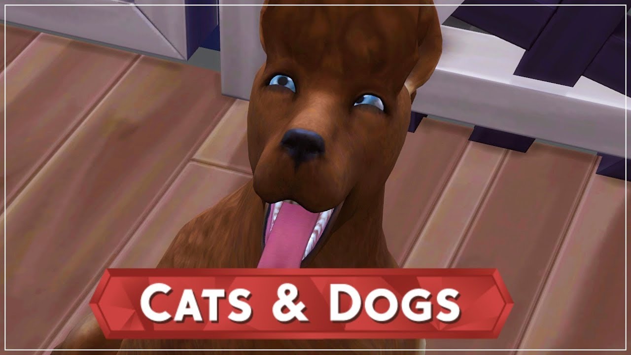 Opening The Pet Shelter THE SIMS 4 CATS AND DOGS 🐱🐶 — PART 2 YouTube