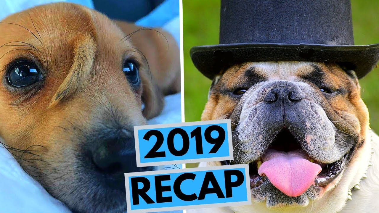 What Happened In Dog World In 2019 YouTube What Happened In Dog World In 2019 YouTube