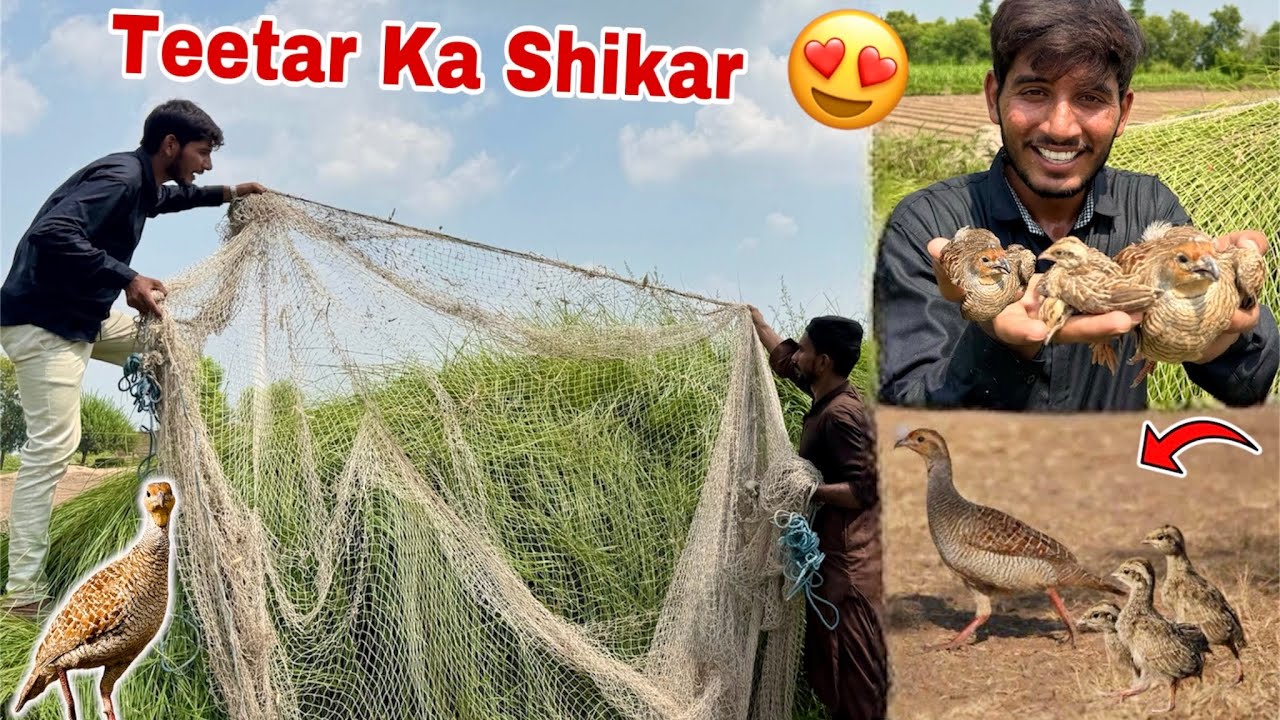 I hunted the unique bird Teetar 😍 I caught a very beautiful Teetar and babies❤️