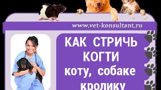 Как стричь когти коту, собаке, кролику(Заберите наш подарок, чтобы Ваш питомец был здоровым и красивым http://vet-konsultant.ru/wppage/paket-materialov-zdorovyiy-i-krasivyiy-pitomets-..., 2015-04-20T05:33:16.000Z)