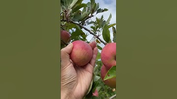 APPLE PICKING IN NEW ZEALAND #ASMR #SHORTS
