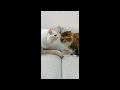 ちゃちゃ8歳の誕生日ライブ配信🎂