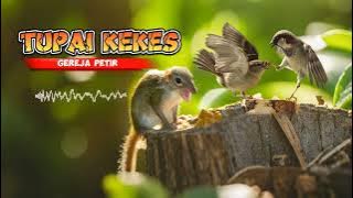 Masteran Gereja Petir Bajing Tupai Kekes Suara Jernih Mudah Ditiru