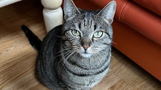 Cute Cat Oscar cannot wait to eat his favourite food