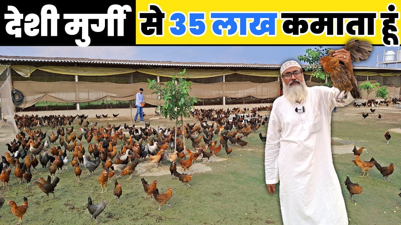 7000 देशी मुर्गी का बड़ा फार्म || Free Range Poultry Farm