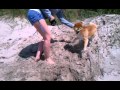 Shiba Inu at Cannon Beach, Oregon